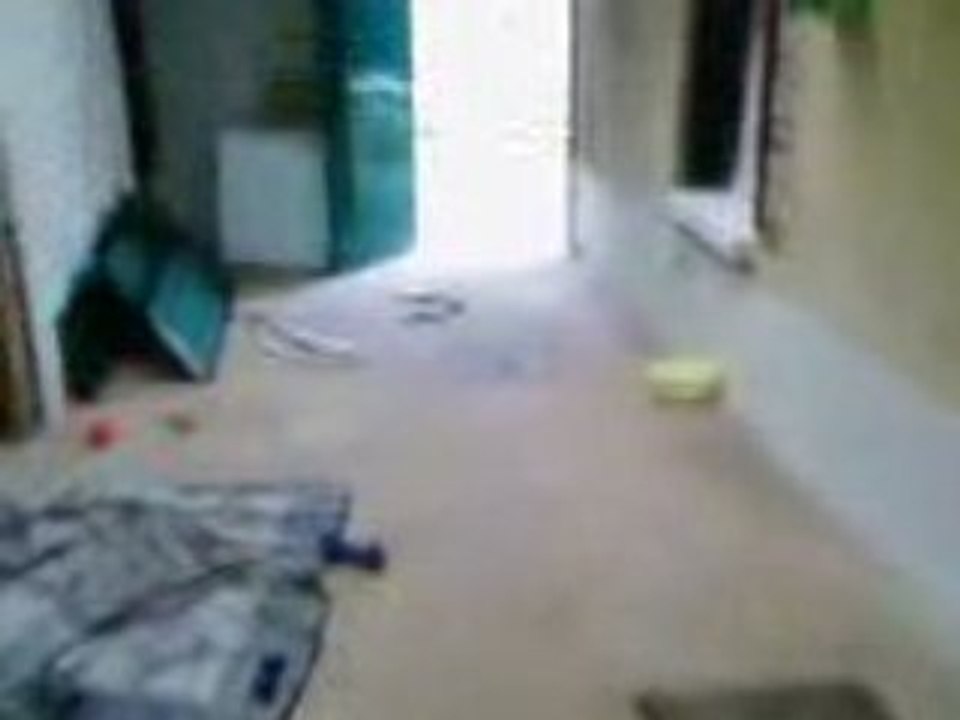 Vidéo doggy est fou