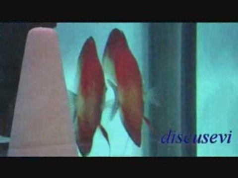Red Melon Discus ( discusevi )