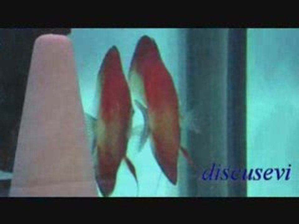 Red Melon Discus ( discusevi )