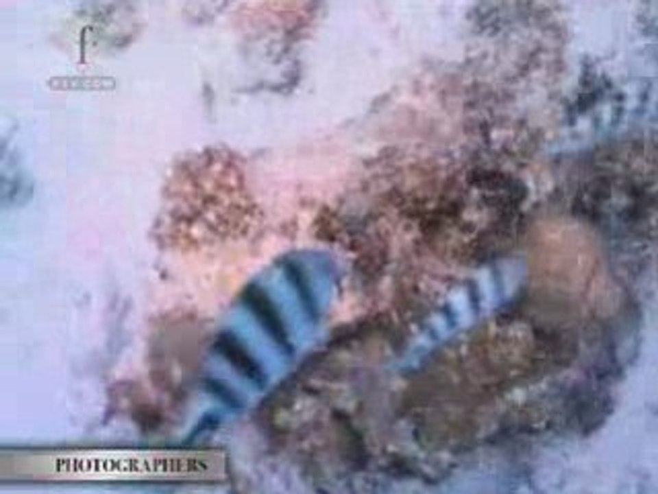 Nautical Angels Models Kristen & Nelly Munoz