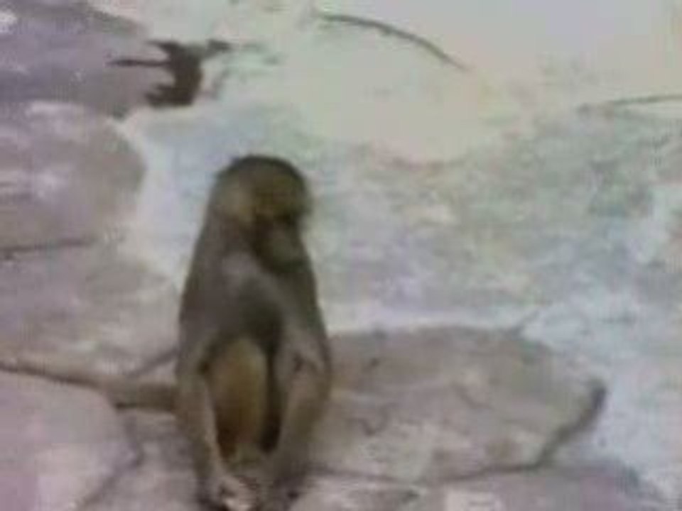 Singe se ragarde dans un miroir