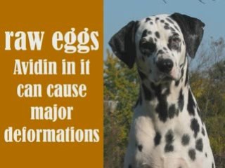 Dogs: This Could Kill Your Dog 1