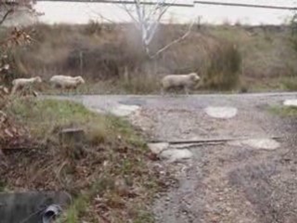 Une échapée de mouton