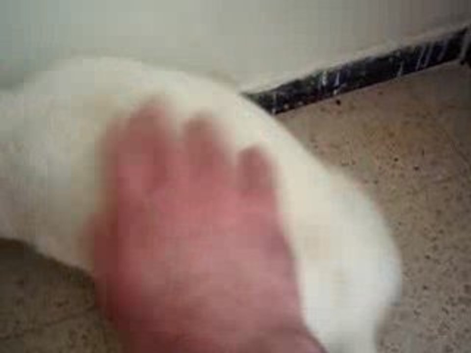 lapin