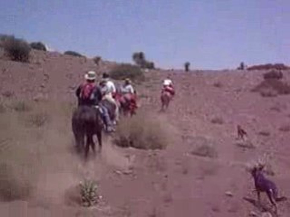 Galop2