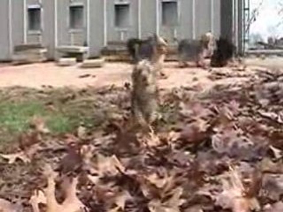 Yorkshire Terrier Puppies! at Stormies Yorkies