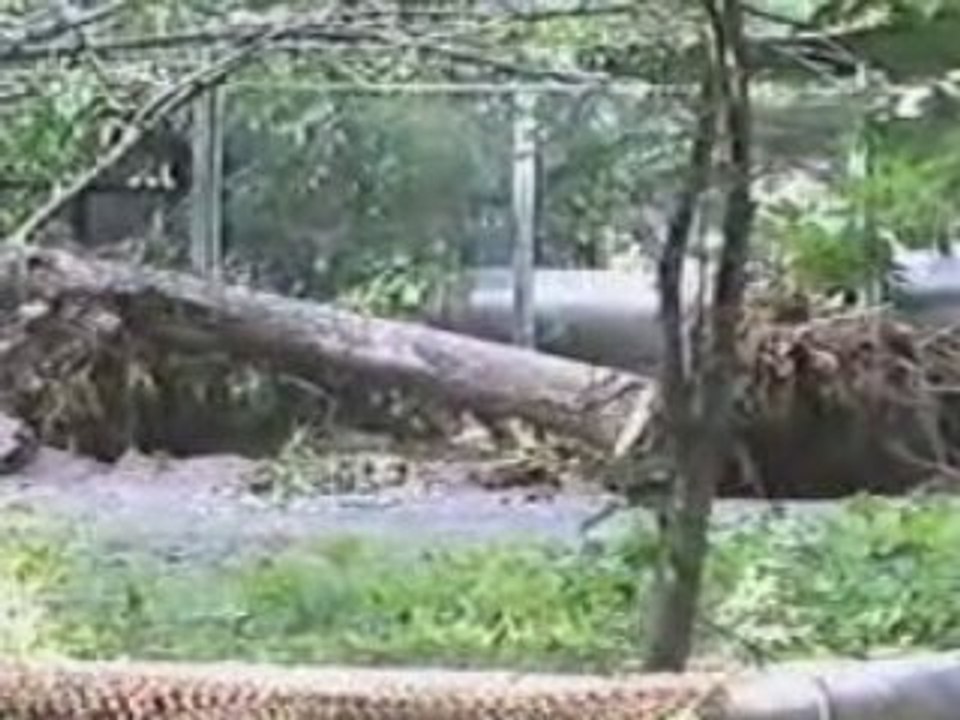 после урагана в москве ч1