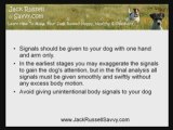 Jack Russell Training: Tips for Better Handling of your Dog