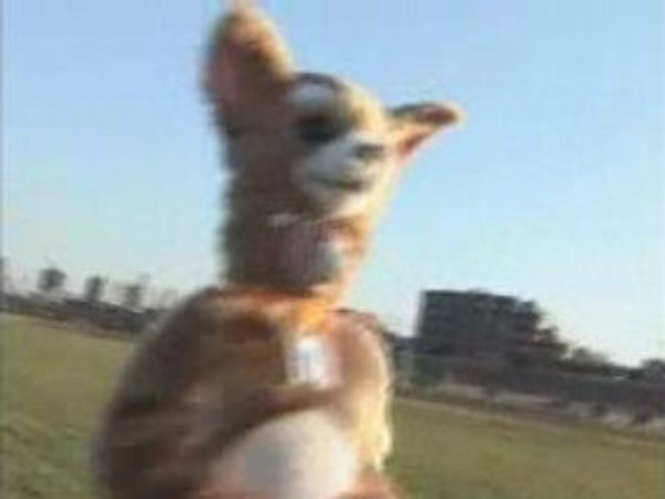 きょうのマイニチワワday12ボールひろい篇