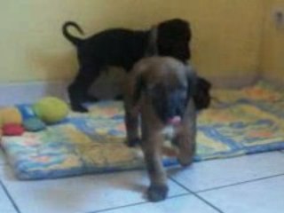 Uniq denver male noir et bringé 100_0786_CUT