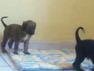 Uniq denver male noir et bringé 100_0783_CUT