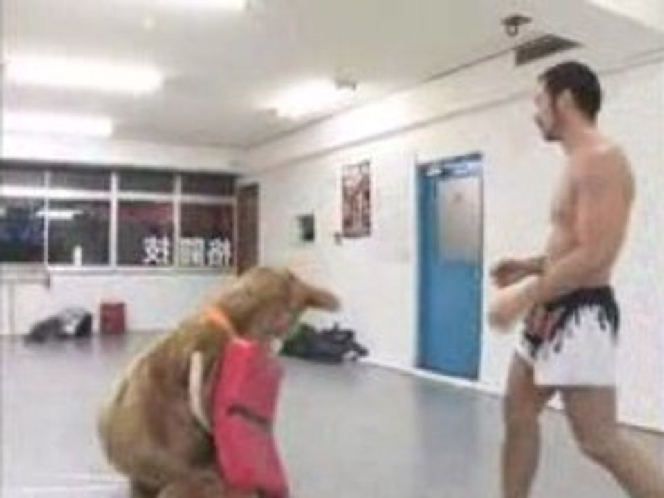 きょうのマイニチワワday23修斗篇