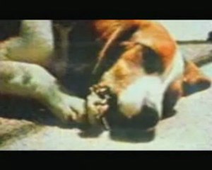 Vivisection - PAROLE D'ANIMAUX