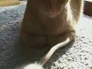 Rat-amoureux-chat - PAROLE D'ANIMAUX