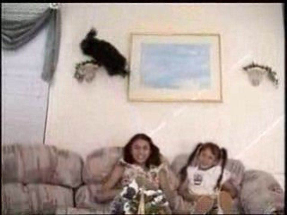 Incredibile cane-ragno