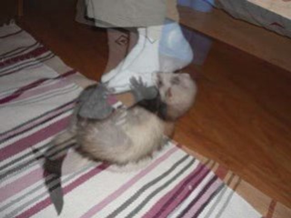selva prend le pied de Jillian
