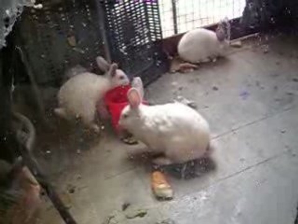 lapin