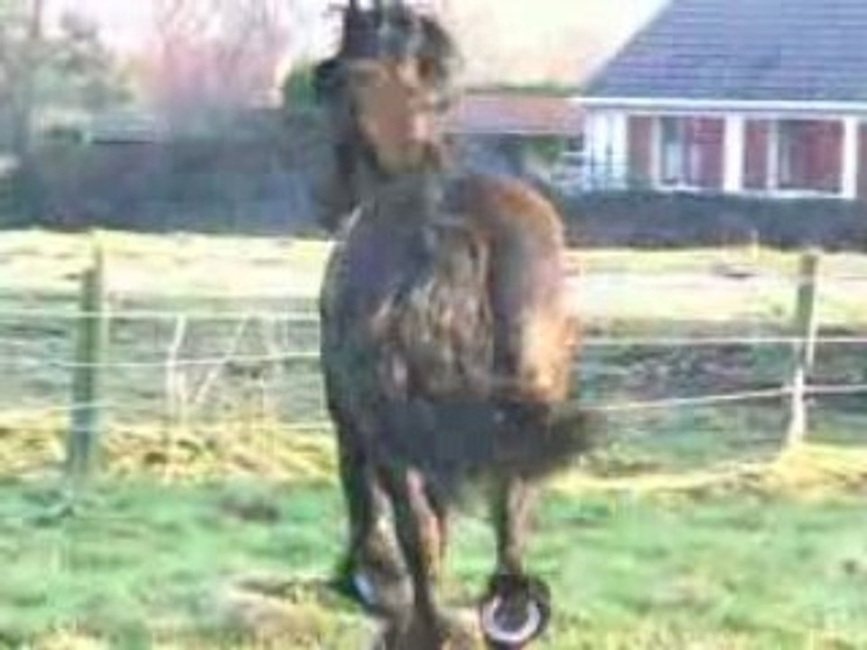 Lize, entier frison de 13 ans