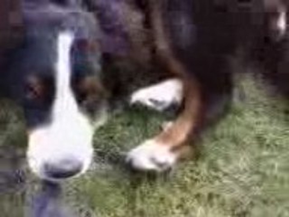 Vidéo doggy et mon manteau