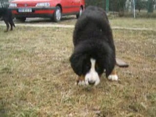 les chiens au jardin le 27 01 09 6