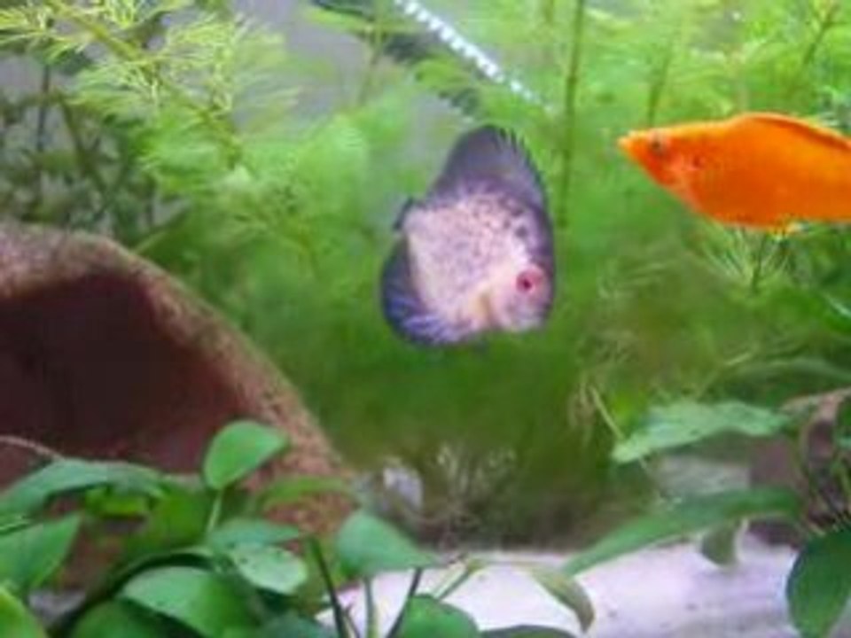 discus