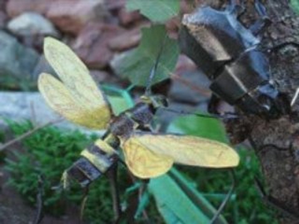 ORIGAMI