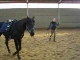 travail en longe gene 1