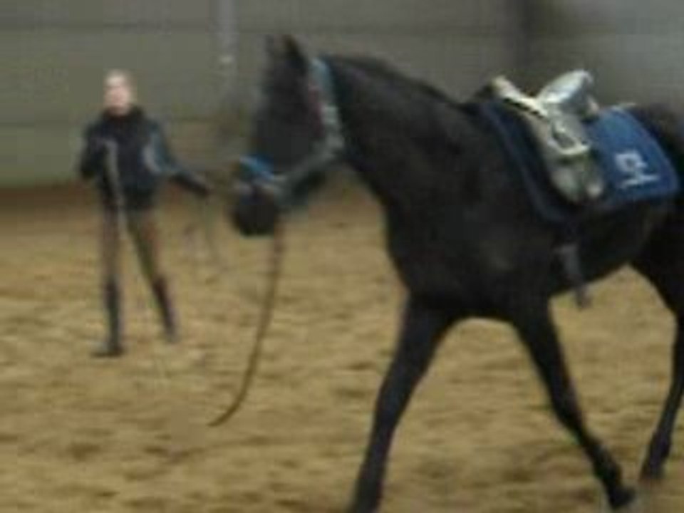travail longe jeune cheval