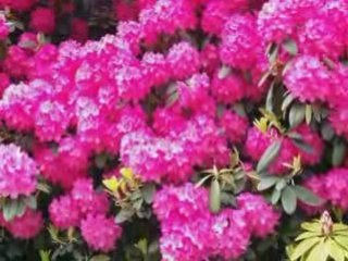 Flore du parc de Mariemont au printemps.