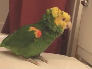 Sing parrot, sing!!!