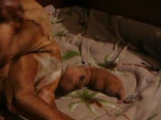 E Tal Sannat - 6 days old, Tal Sannat's history