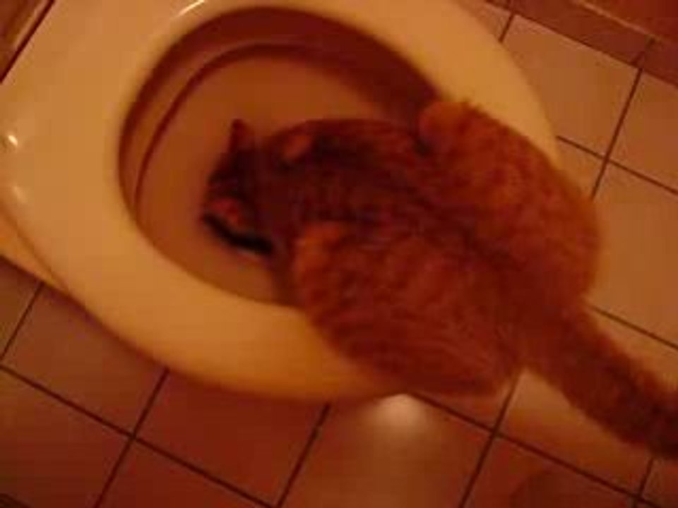 mizuki Mon chat !