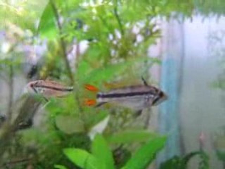 Apistogrammas cacatuoides evolution