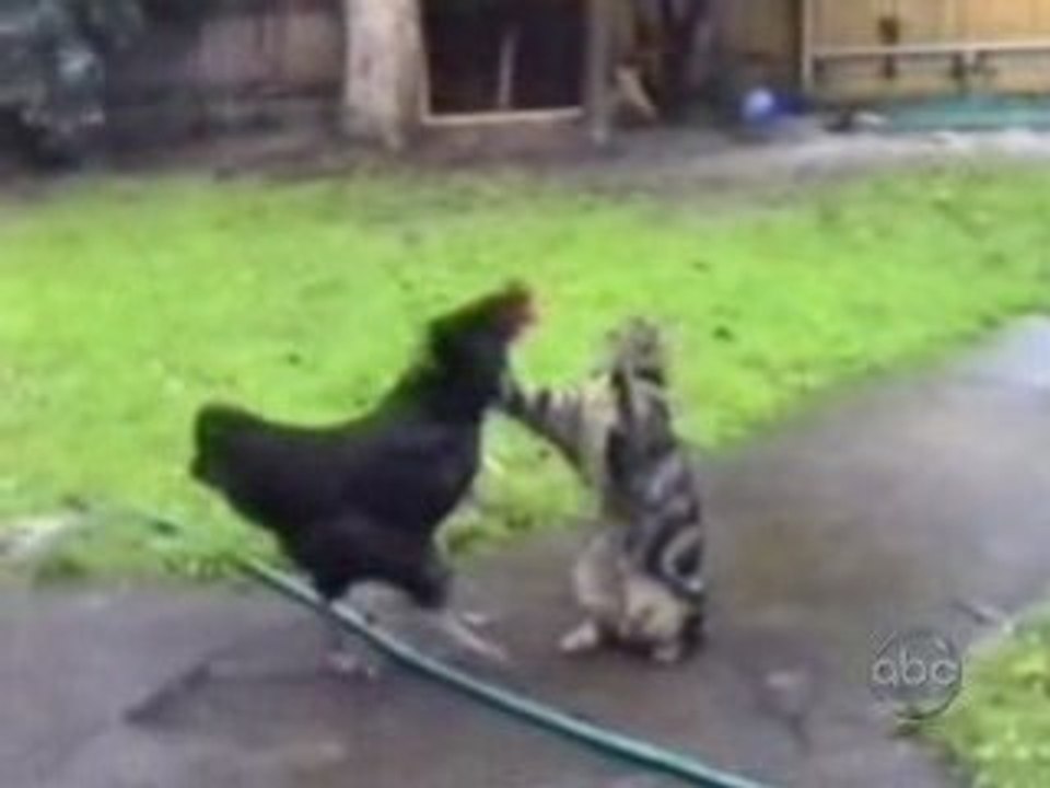Quand minet râle !