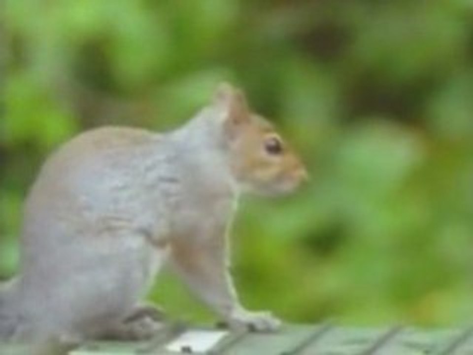 Ecureuil Mission Impossible