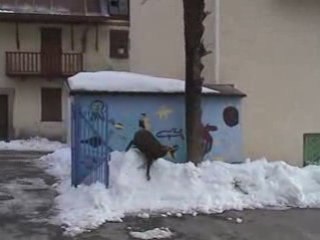 Le chamois sur le toit. Entraunes, Mercantour.