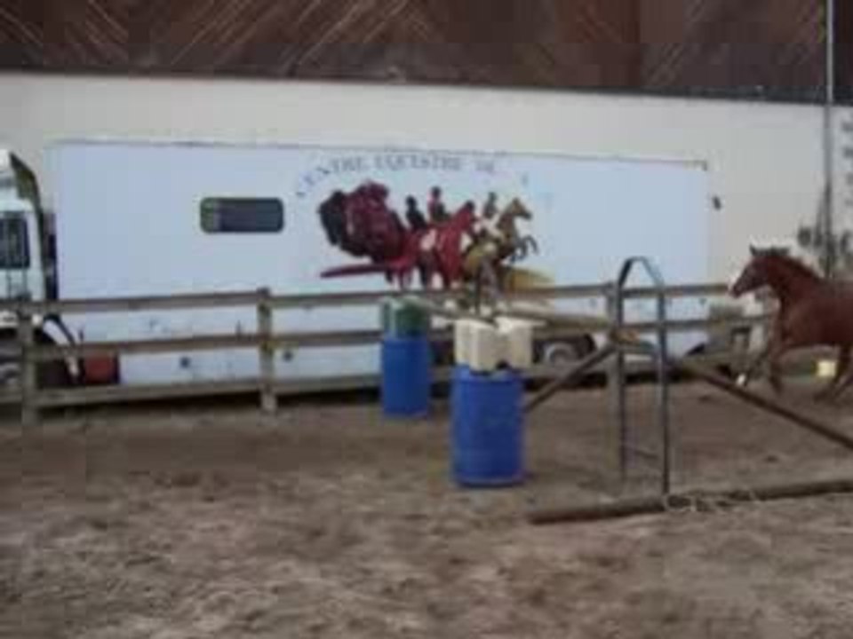 Hongre, 4 ans SFA par Elan de la Cour