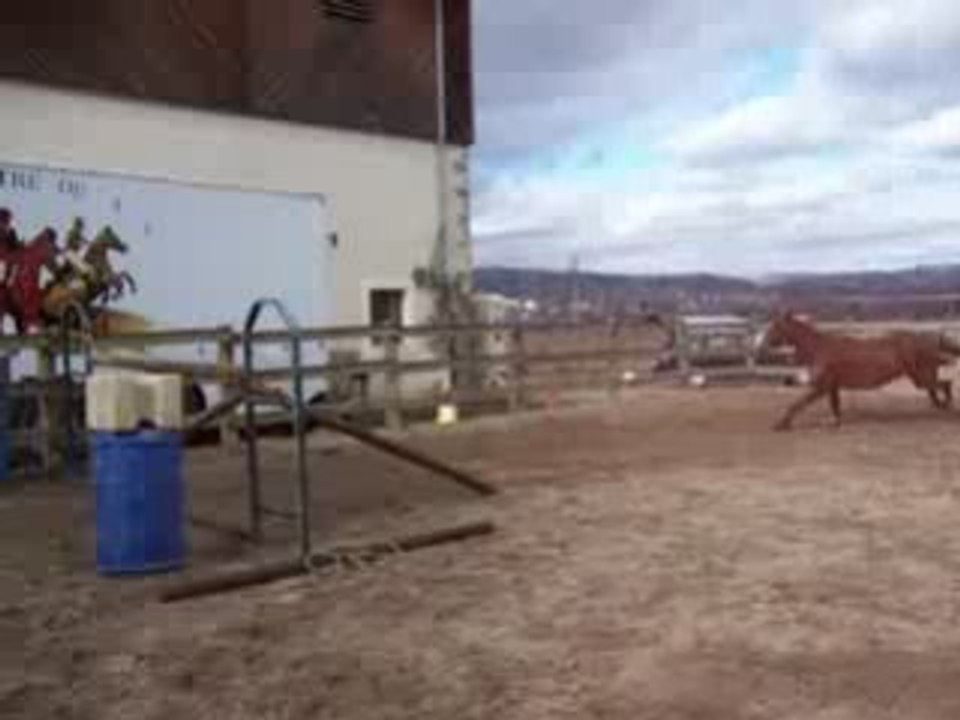 Hongre, 4 ans SFA par Elan de la Cour