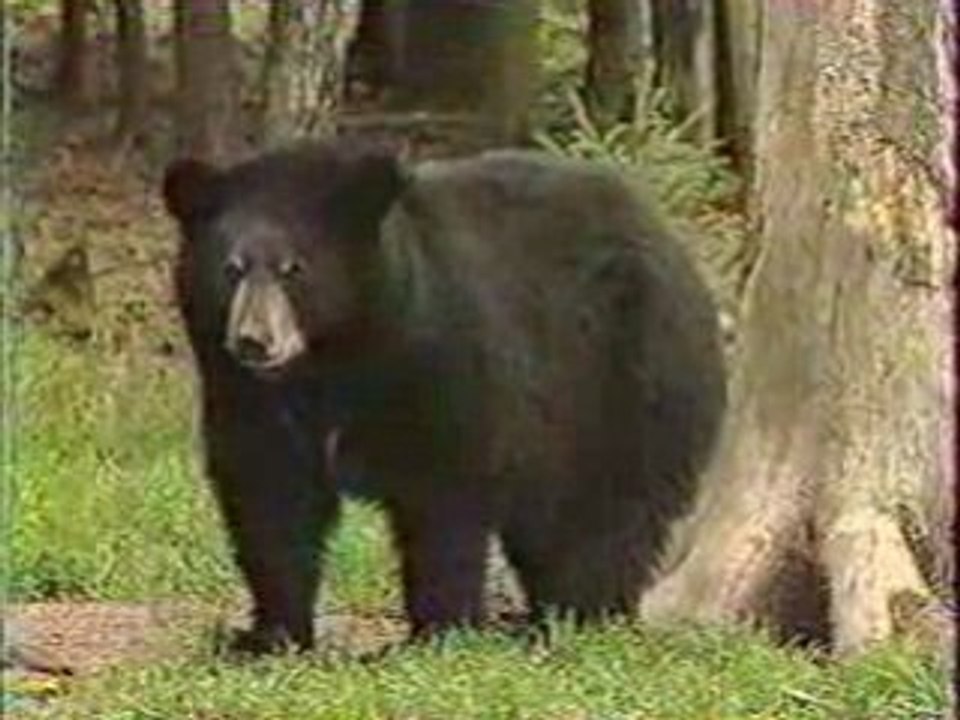 "Animalia" (1994) - Le karaté animalier