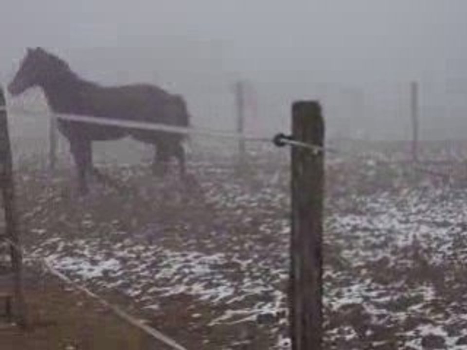 Sereno pure race espagnol de 4 ans