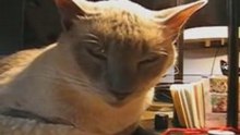 Katze fällt tot um xD