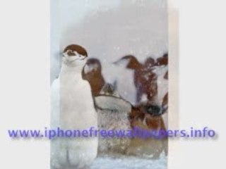 Free animals ipone wallpapers iphonefreewallpapers.info
