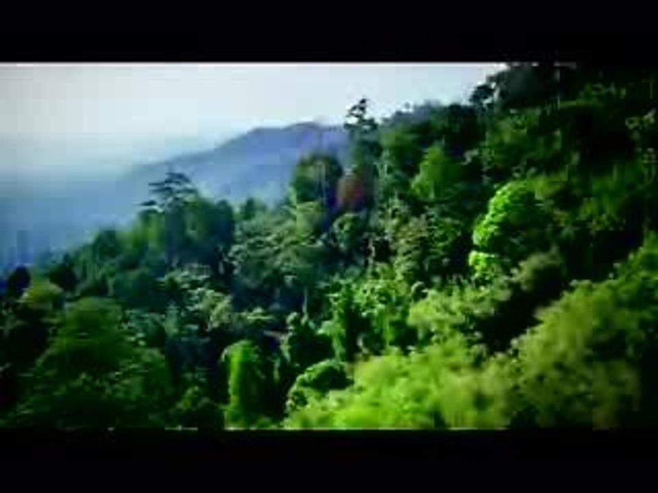 Singes voleurs