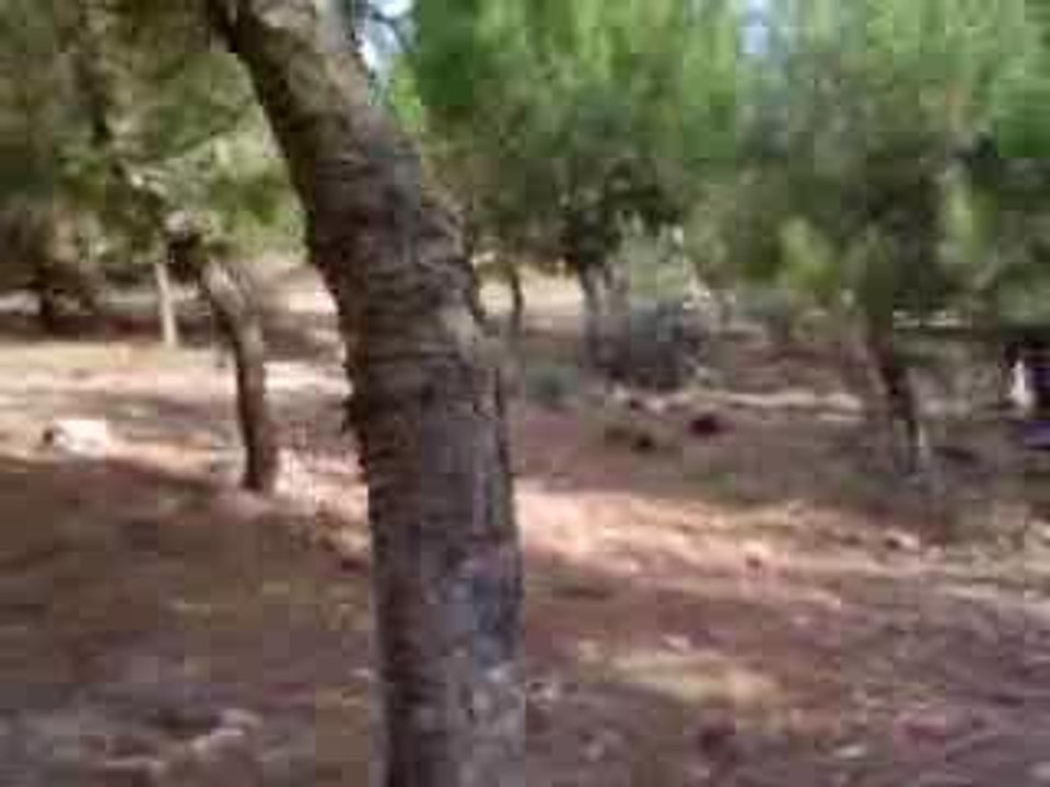 Caiditasmotos