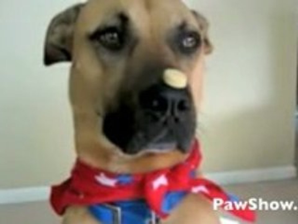 PawShow.com Funny Pets Episode 2009a