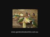 Finches feeding in my Bird Aviary