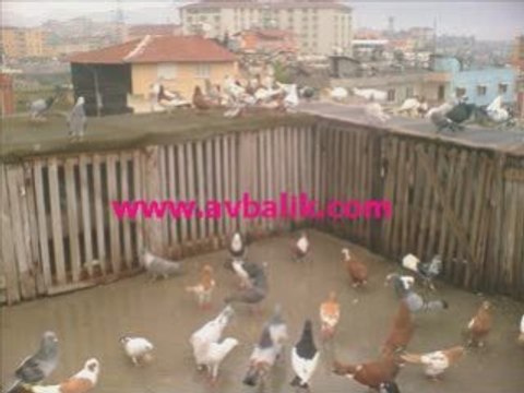 bağdat güvercin videosu