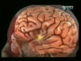 Cerebro y supervivencia: 3 semanas sin comida