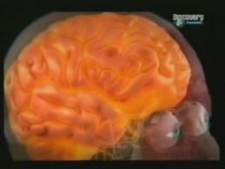 Homeostasis cerebral: La refrigeracion del cerebro