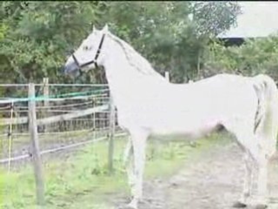 Molinero XIII étalon PRE juillet 2008